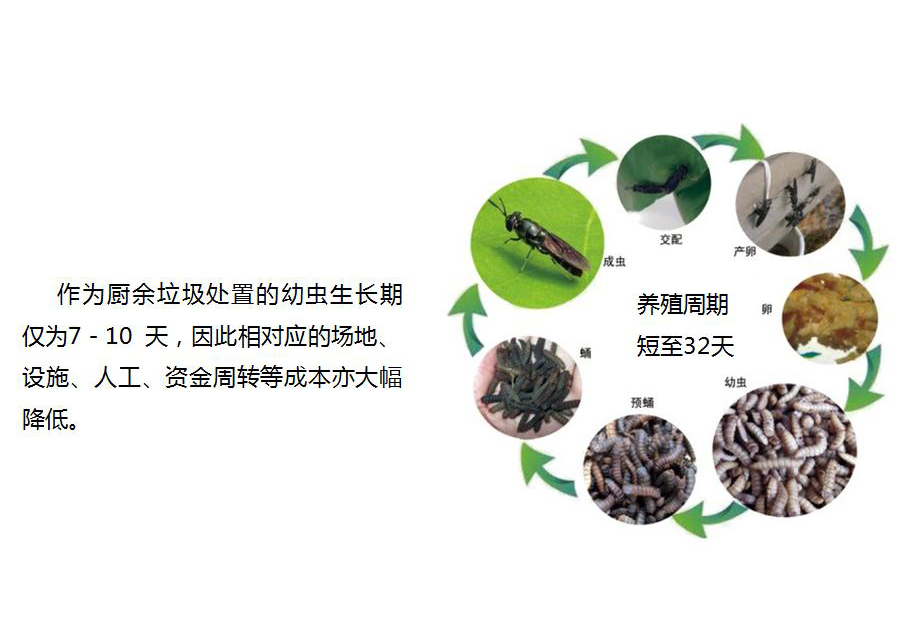 黑水虻怎么處理餐廚垃圾？